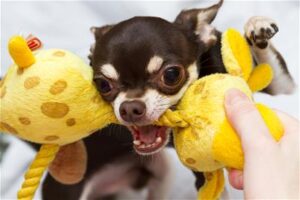 dog bite angry chihuahua